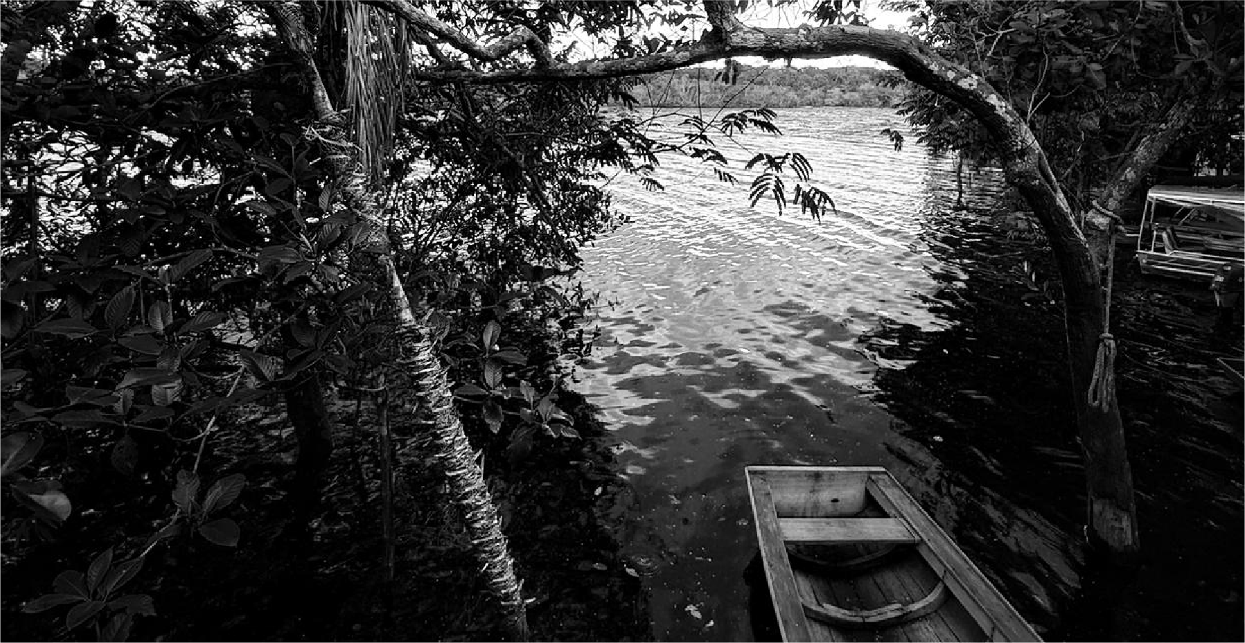 Canoa de madeira entre árvores à beira do rio
